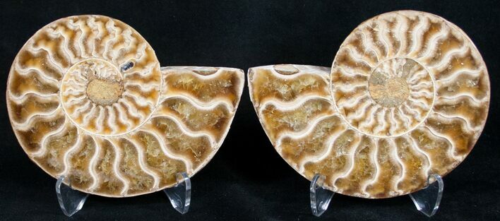 Polished Ammonite Pair - Million Years #9614